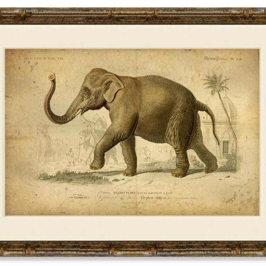 Elephant in a Gold Bamboo Frame