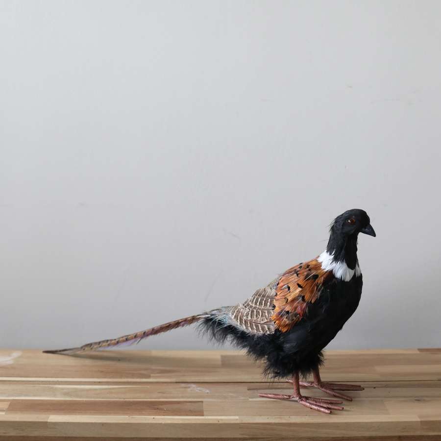 Standing Pheasant.