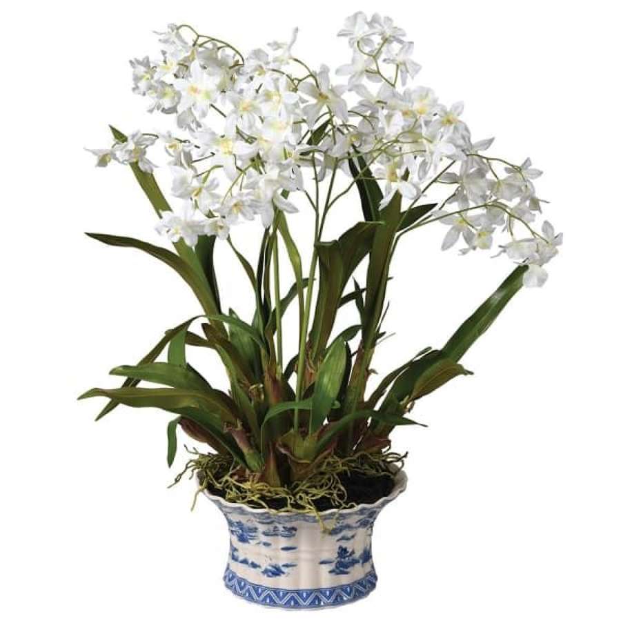 White Dancing Orchid in Chinoiserie Pot.